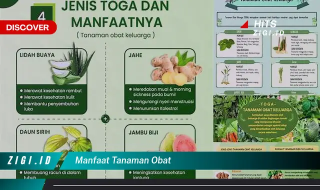 Temukan Manfaat Tanaman Obat Yang Jarang Diketahui Dan Bikin Kamu Penasaran