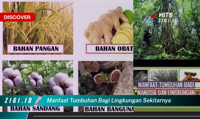 Temukan Manfaat Berbuat Baik Terhadap Tumbuhan Yang Bikin Kamu Penasaran