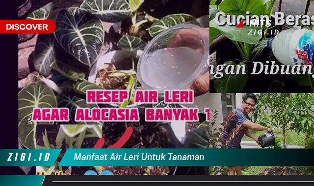 Temukan Manfaat Air Lerak Untuk Tanaman Yang Wajib Kamu Ketahui