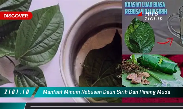 Ketahui 5 Manfaat Minum Rebusan Daun Sirih dan Pinang Muda yang Bikin Kamu Penasaran