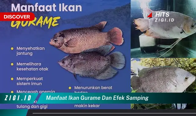 Ketahui Manfaat Ikan Gurame yang Bikin Kamu Penasaran!