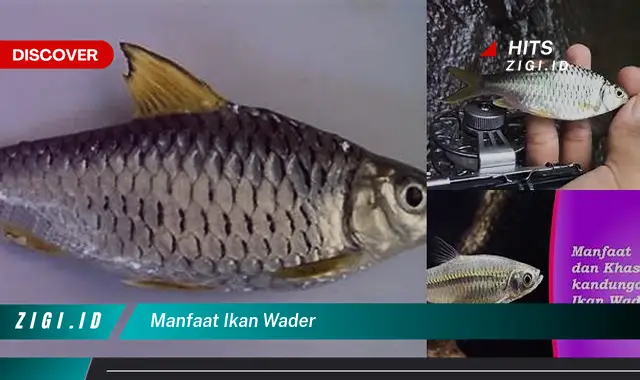 Temukan Manfaat Ikan Wader yang Wajib Kamu Intip