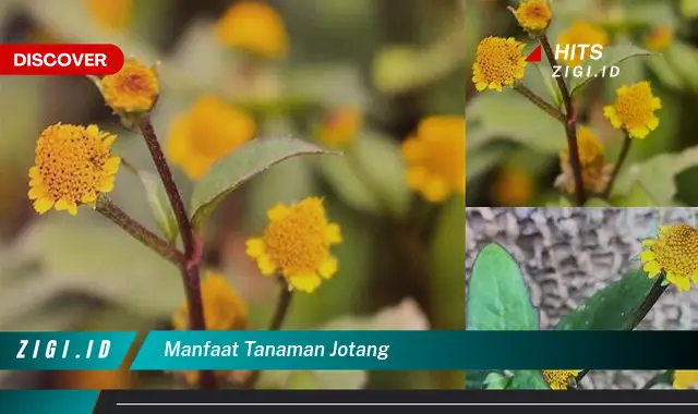 Temukan Manfaat Tanaman Jotang Yang Jarang Diketahui