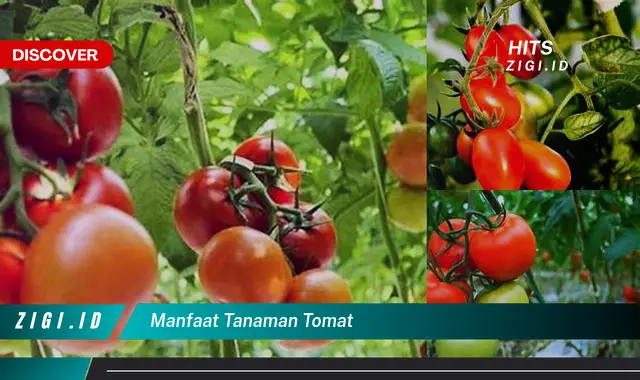 Ketahui Manfaat Tanaman Tomat yang Wajib Kamu Intip