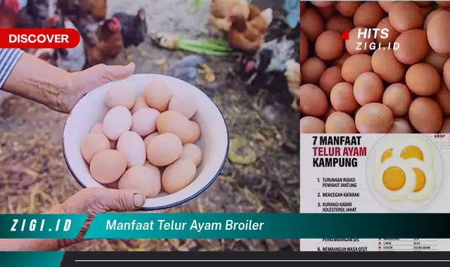 Temukan 5 Manfaat Telur Ayam Broiler yang Bikin Kamu Penasaran