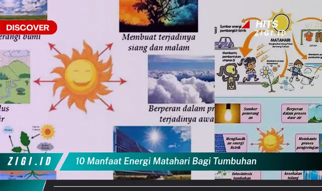 Ketahui 10 Manfaat Energi Matahari bagi Tumbuhan yang Jarang Diketahui