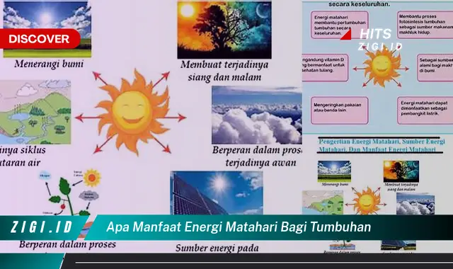 Ketahui 5 Manfaat Energi Matahari untuk Tumbuhan yang Wajib Kamu Intip