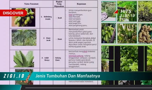 Temukan Manfaat Jenis Tumbuhan Yang Wajib Kamu Intip