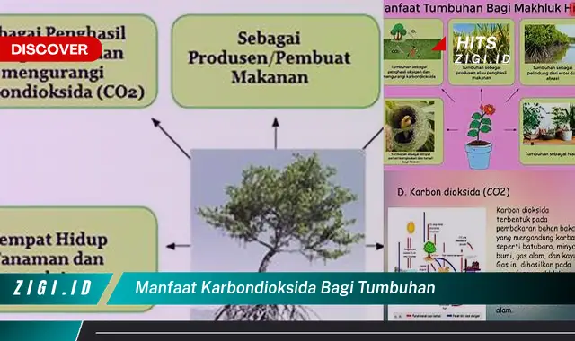 Temukan Manfaat Jus Sirsak Yang Jarang Diketahui Dan Wajib Kamu Intip!