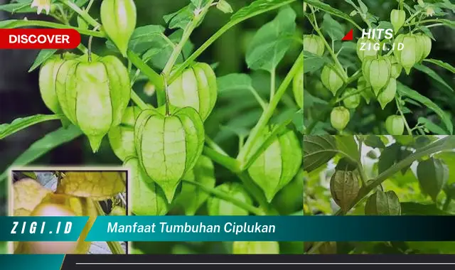 Temukan Manfaat Tumbuhan Ciplukan Yang Wajib Kamu Ketahui