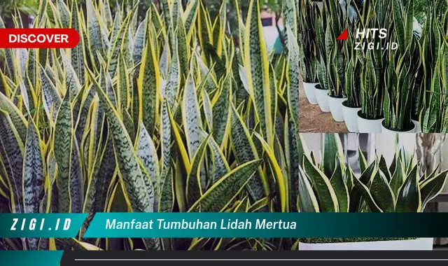 Temukan Manfaat Tumbuhan Lidah Mertua Yang Jarang Diketahui