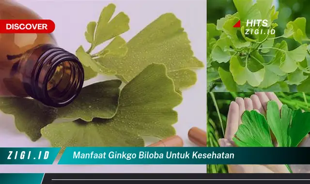 Ketahui Manfaat Ginkgo Biloba Untuk Kesehatan Yang Bikin Kamu Penasaran