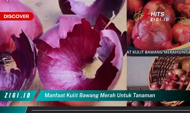 Temukan Manfaat Kulit Bawang Merah untuk Tanaman yang Jarang Diketahui