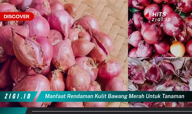 Ketahui Manfaat Rendaman Kulit Bawang Merah untuk Tanaman yang Jarang Diketahui