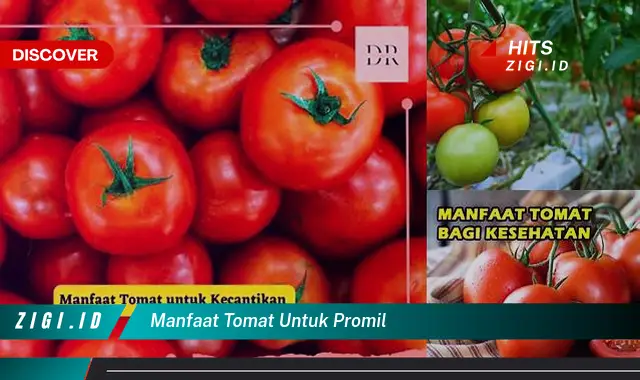 Temukan Manfaat Tomat untuk Promil yang Jarang Diketahui