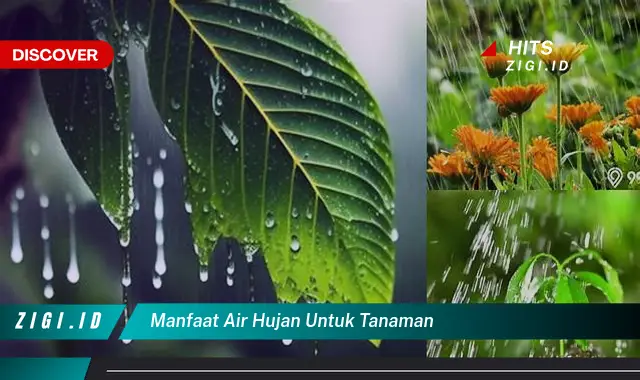 Manfaat Air Hujan untuk Tanaman: Rahasia Alam untuk Pertumbuhan Optimal