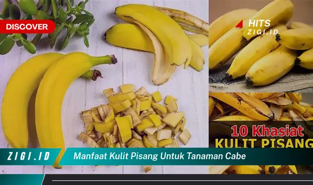 Temukan 5 Manfaat Kulit Pisang untuk Tanaman Cabe yang Jarang Diketahui