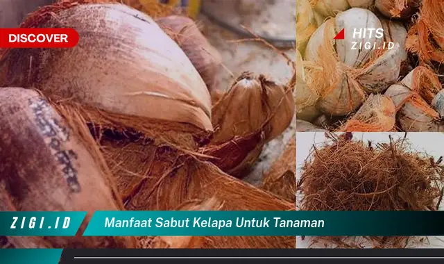 Temukan Manfaat Serum Saffron Yang Bikin Kamu Penasaran