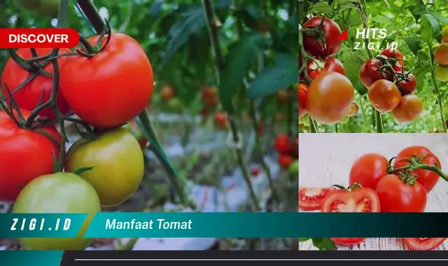 Temukan Manfaat Tomat Jarang Diketahui, Bikin Kamu Penasaran!
